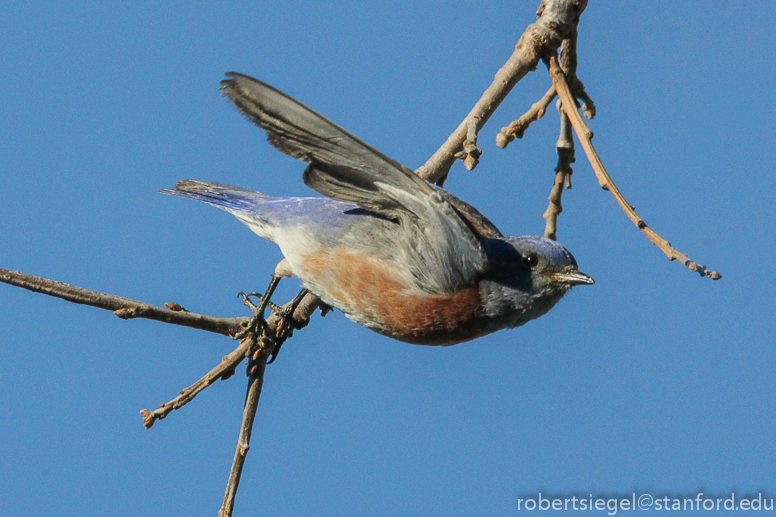 bluebird